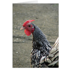 Silver Sebright Bantam Tupp Hälsningskort