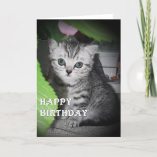 Silver-skåp - Kitten-födelsedagskort Kort