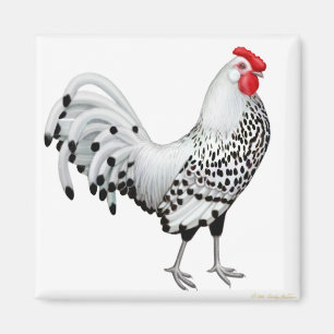Silver Spangled den Hamburg tuppmagneten Magnet