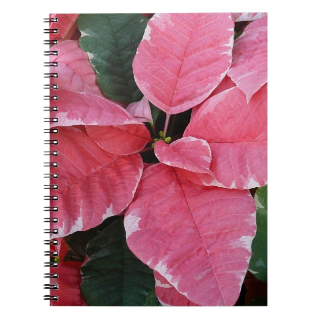 Silver Star Marble Poinsettias Rosa Helgdag Blommi Anteckningsbok (Framsidan)