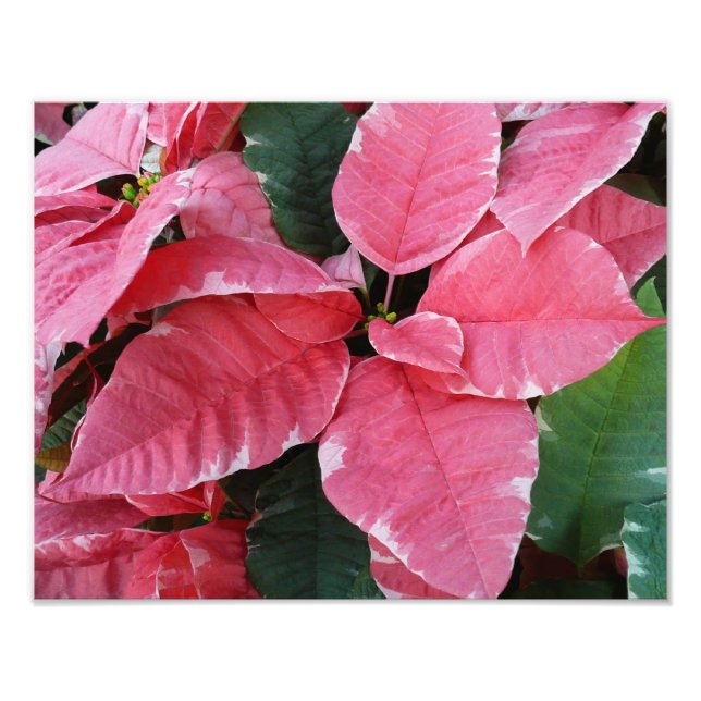 Silver Star Marble Poinsettias Rosa Helgdag Blommi Fototryck (Framsidan)