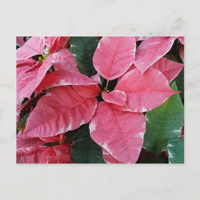 Silver Star Marble Poinsettias Rosa Helgdag Blommi Helg Vykort (Framsida)