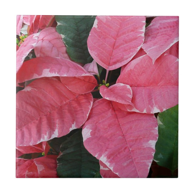 Silver Star Marble Poinsettias Rosa Helgdag Blommi Kakelplatta (Framsidan)