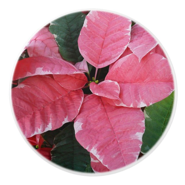 Silver Star Marble Poinsettias Rosa Helgdag Blommi Knopp (Framsidan)