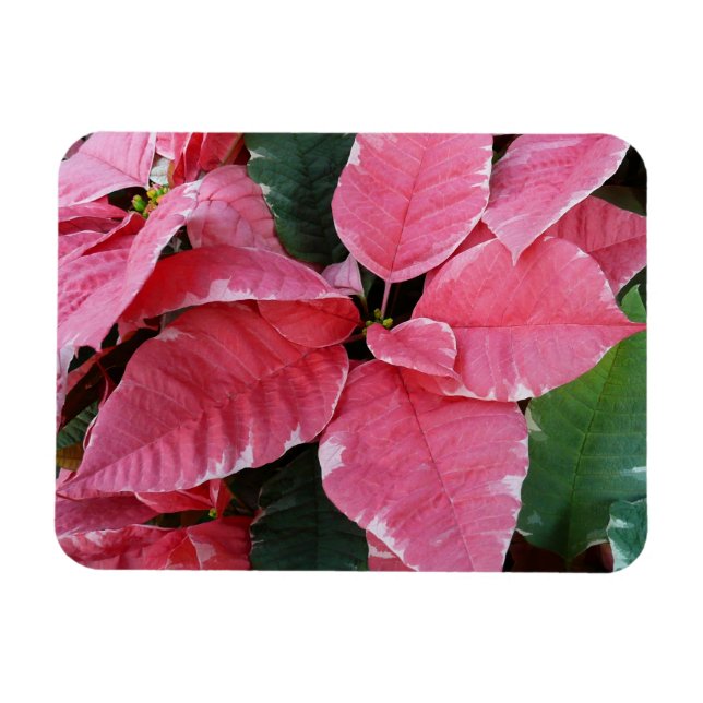 Silver Star Marble Poinsettias Rosa Helgdag Blommi Magnet (Horisontell)
