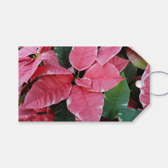 Silver Star Marble Poinsettias Rosa Helgdag Blommi Presentetikett (Framsidan (Horisontell))
