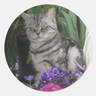 Silver tabby - British Shorthair cat-dekalett Runt Klistermärke