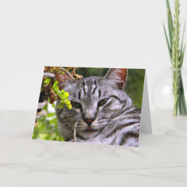 "Silver Tabby katt Head"-gratulationskort med kuve Kort