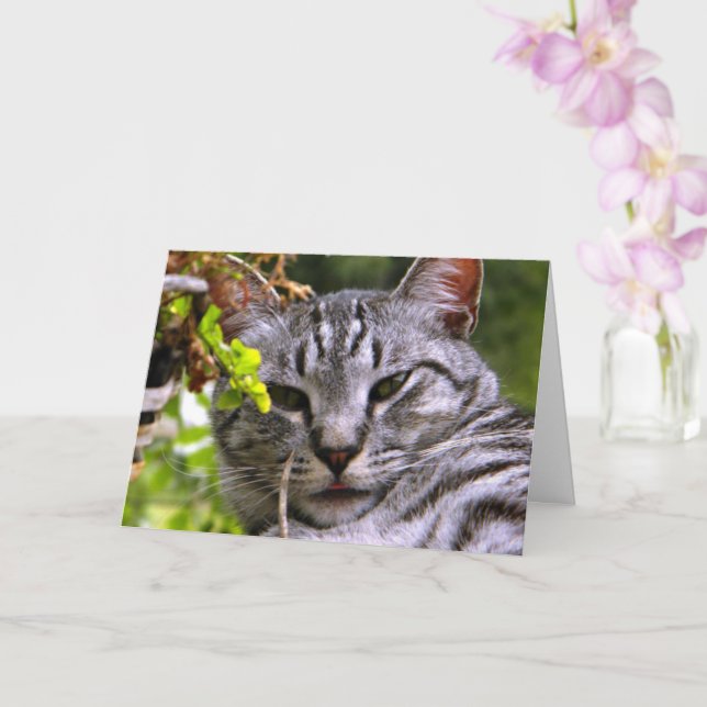 "Silver Tabby katt Head"-gratulationskort med kuve Kort (Orkide)