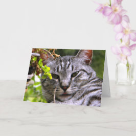"Silver Tabby katt Head"-gratulationskort med kuve Kort