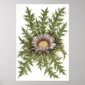 Silver Thistle - Sue Abonyi Poster