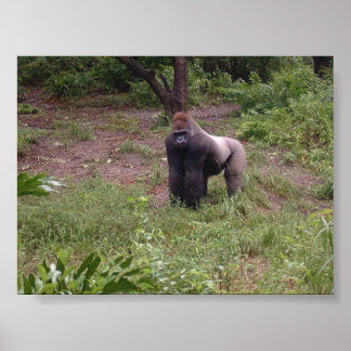 Silver Tillbaka Poster