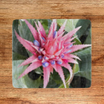 Silver Vas Plant Bloom Blommigt