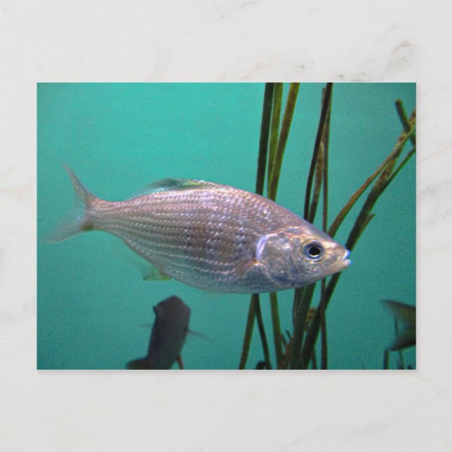 Silver Vykort (Framsida)