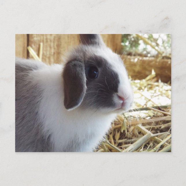 Silver Vykort (Framsida)