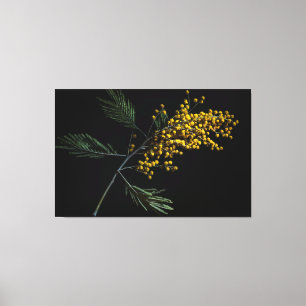 Silver Wattle Flowers Canvastryck