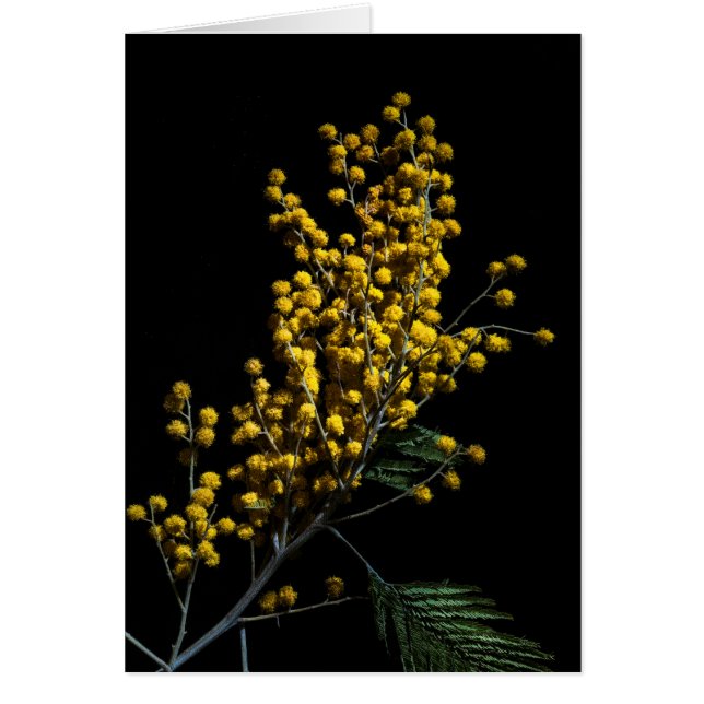 Silver Wattle Flowers Hälsningskort (Framsidan)