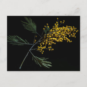 Silver Wattle Flowers Vykort
