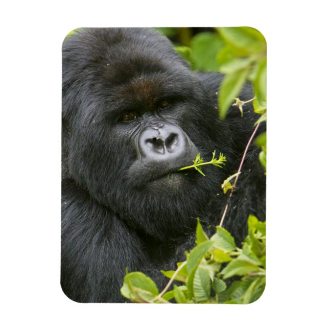Silverback-berggorilla Magnet (Vertikal)