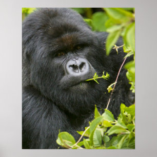 Silverback-berggorilla Poster