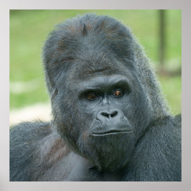 Silverback Dishi Poster (Framsidan)