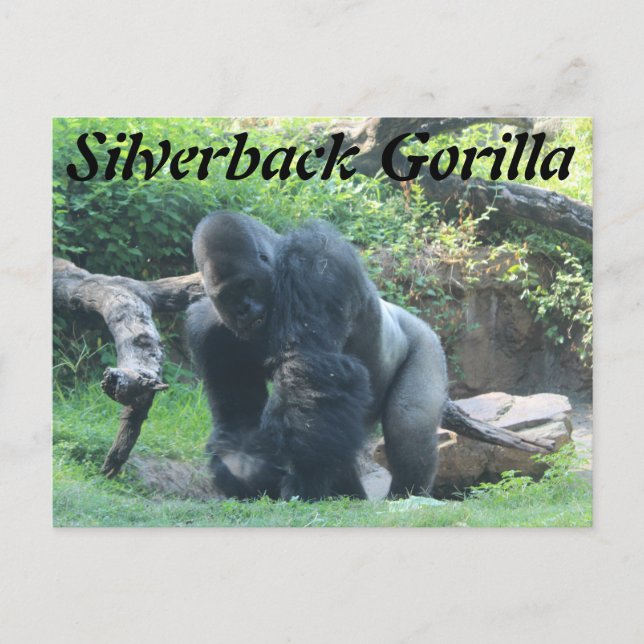 Silverback Gorilla # 1 Vykort (Framsida)