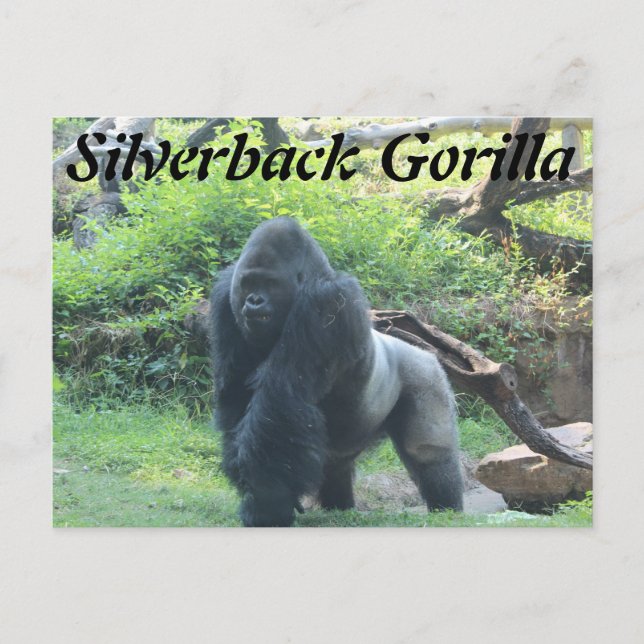 Silverback Gorilla # 2 Vykort (Framsida)