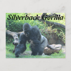 Silverback Gorilla # 3 Vykort