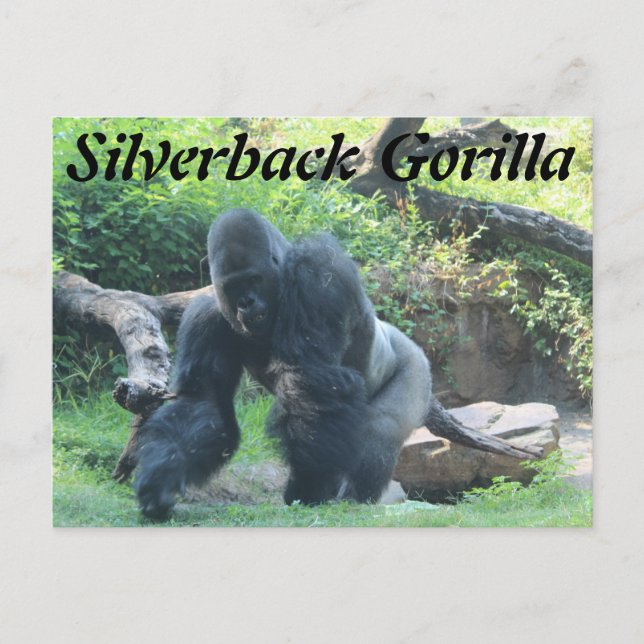 Silverback Gorilla # 3 Vykort (Framsida)