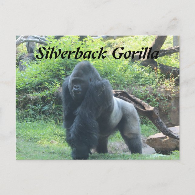 Silverback Gorilla # 4 Vykort (Framsida)