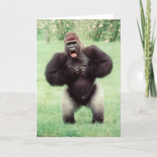 Silverback Gorilla Beating Chest Kort