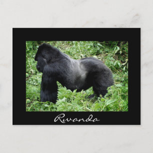 Silverback gorilla Black Rwanda vykort
