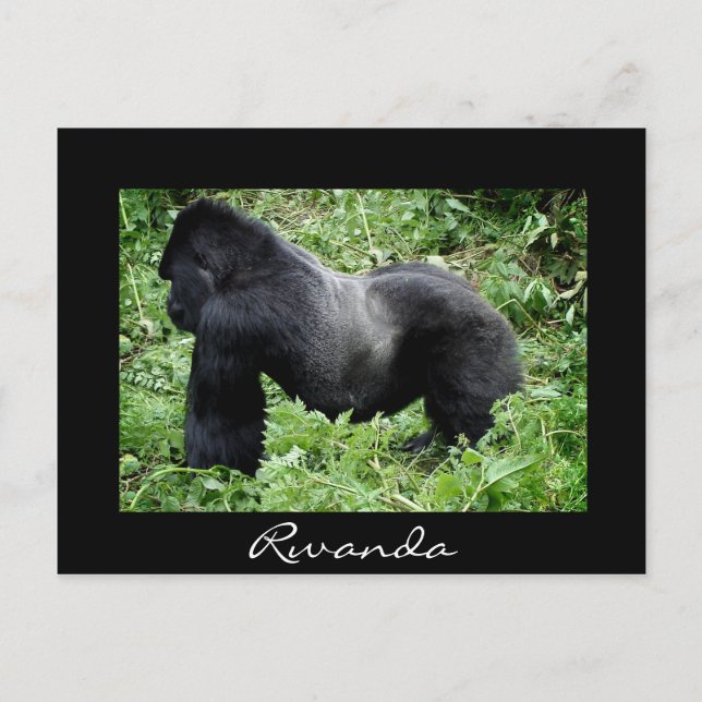 Silverback gorilla Black Rwanda vykort (Framsida)