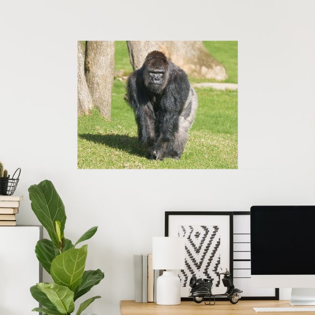 Silverback Gorilla – En kraftfull moment Poster (Hemmakontoret)