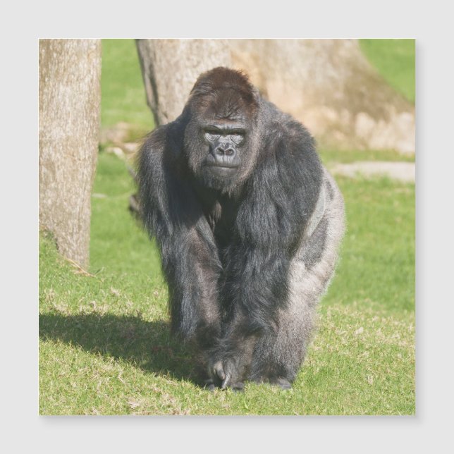 Silverback Gorilla – Ett ögonblick av makt (Framsida)