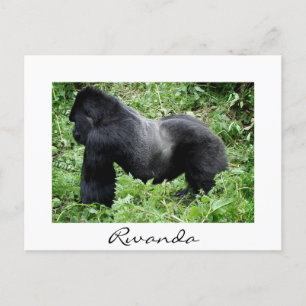 Silverback gorilla in Rwanda white vycard Vykort