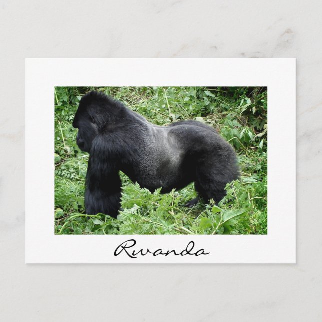 Silverback gorilla in Rwanda white vycard Vykort (Framsida)