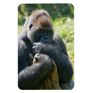 Silverback Gorilla och hans Blanket Magnet