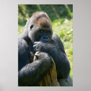 Silverback Gorilla och hans Blanket Poster