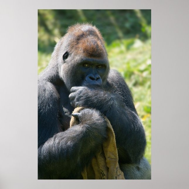 Silverback Gorilla och hans Blanket Poster (Framsidan)