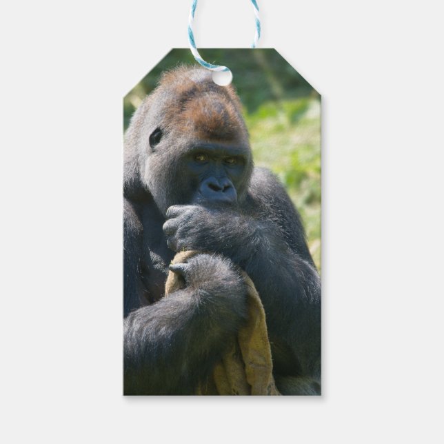 Silverback Gorilla och hans Blanket Presentetikett (Framsidan)