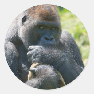 Silverback Gorilla och hans Blanket Runt Klistermärke