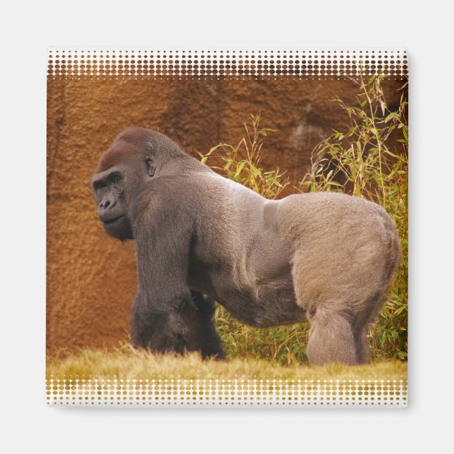 Silverback Gorilla Photo Magnet (Framsidan)