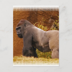 Silverback Gorilla Photo Postcard Vykort