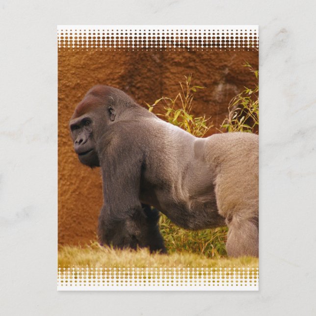 Silverback Gorilla Photo Postcard Vykort (Framsida)