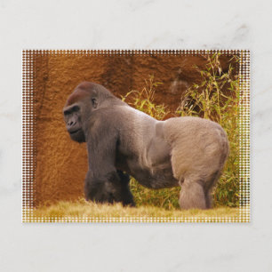 Silverback Gorilla Photo Postcard Vykort