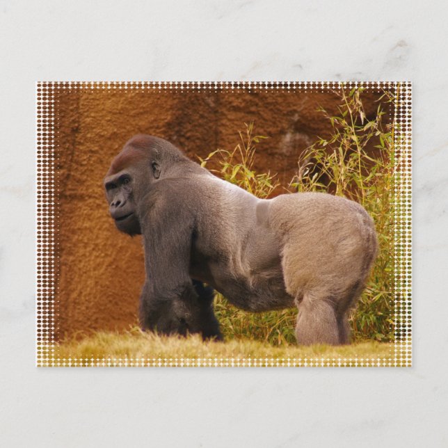 Silverback Gorilla Photo Postcard Vykort (Framsida)