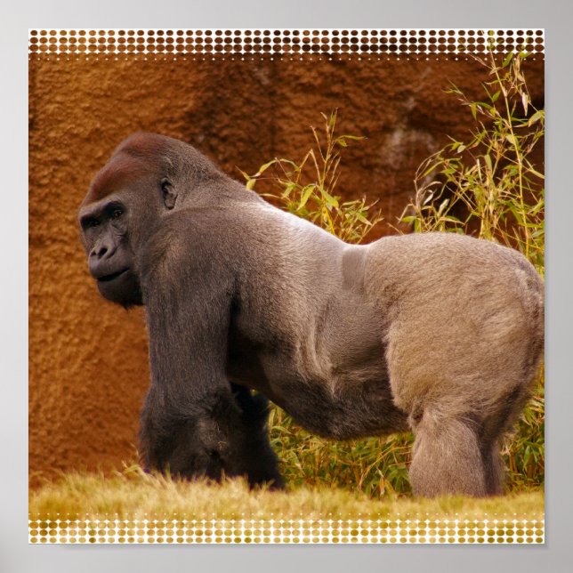 Silverback Gorilla Photo Print Poster (Framsidan)