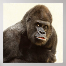 Silverback gorilla porträtt