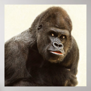 Silverback gorilla porträtt poster